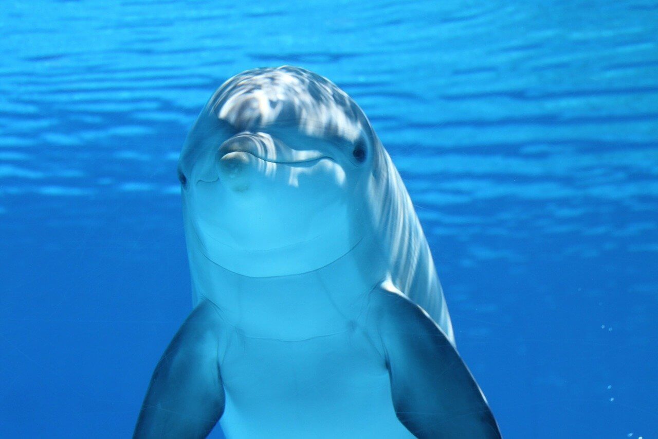 Why ’employee feedback’ can’t always make a dolphin dance, and what works instead